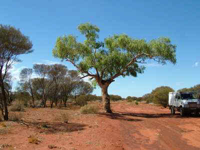 Bremach Gunbarrel Len Beadell's Tree